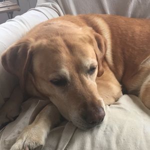 Meet your Posher, Denise